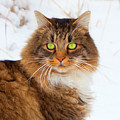 Beautiful Hunter The Cat Photograph by Theresa Tahara Beautiful Hunter The Cat Photograph by Theresa Tahara