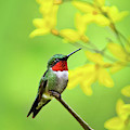 Beautiful Summer Hummer Photograph by Christina Rollo Beautiful Summer Hummer Photograph by Christina Rollo