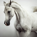 Beautiful White Horse on The White Background Photograph by Dimitar Hristov Beautiful White Horse on The White Background Photograph by Dimitar Hristov