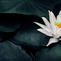 Beautiful white lotus flower closeup. Exotic water lily flower o Photograph by Jelena Jovanovic