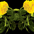Beautiful Yellow Flower by Anita Morya Beautiful Yellow Flower by Anita Morya