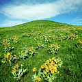 Beaver Creek Flowers by Todd Klassy Beaver Creek Flowers by Todd Klassy