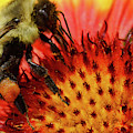 Bee Red Flower Photograph by Meta Gatschenberger Bee Red Flower Photograph by Meta Gatschenberger