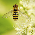 Bee Up Photograph by Bob Cournoyer Bee Up Photograph by Bob Cournoyer