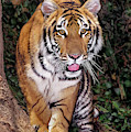 Bengal Tiger by Tree Endangered Species Wildlife Rescue Photograph by Dave Welling Bengal Tiger by Tree Endangered Species Wildlife Rescue Photograph by Dave Welling