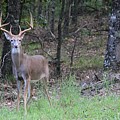 Big Buck by Jerry Battle