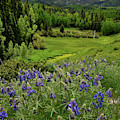 Big Cimarron Lupine Photograph by Ray Mathis Big Cimarron Lupine Photograph by Ray Mathis
