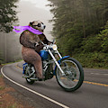 Biker Bear by Lund Roeser Biker Bear by Lund Roeser