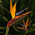 Bird Of Paradise by Meta Gatschenberger Bird Of Paradise by Meta Gatschenberger