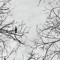 Birds 9 Photograph by Benny Woodoo Birds 9 Photograph by Benny Woodoo