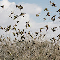 Birds, flying birds, plant, shrub Photograph by Benny Woodoo Birds, flying birds, plant, shrub Photograph by Benny Woodoo