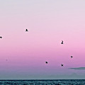 Captive Island Sunset Seabirds Circling Photograph by Shelly Tschupp Captive Island Sunset Seabirds Circling Photograph by Shelly Tschupp