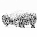 Bison in Painted Snow Photograph by Max Waugh Bison in Painted Snow Photograph by Max Waugh