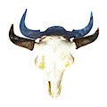 Bison Skull 003 Photograph by Rob Graham Bison Skull 003 Photograph by Rob Graham