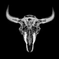 Bison skull x-ray 01bw Photograph by Rob Graham Bison skull x-ray 01bw Photograph by Rob Graham
