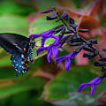 Black and Blue Photograph by Michelle Wermuth Black and Blue Photograph by Michelle Wermuth