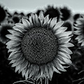 Black and white closeup of a sunflower in a field at dusk Photograph by Phillip Rubino Black and white closeup of a sunflower in a field at dusk Photograph by Phillip Rubino