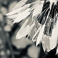 Black And White Dandelion Photograph Art Print