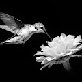 Black and White Hummingbird and Flower Photograph by Christina Rollo Black and White Hummingbird and Flower Photograph by Christina Rollo