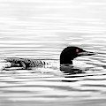 Black And White Loon Photograph by Christina Rollo Black And White Loon Photograph by Christina Rollo