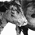 Black And White On Angus by Amanda Smith