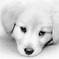 Black And White Puppy Portrait Photograph by Christina Rollo Black And White Puppy Portrait Photograph by Christina Rollo