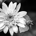 Black and White Sunrise Coreopsis Photograph by Christina Rollo Black and White Sunrise Coreopsis Photograph by Christina Rollo