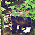 Black Bear In Woods Digital Art by Phil Perkins Black Bear In Woods Digital Art by Phil Perkins