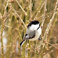 Black Capped Chickadee Print Photograph by Gwen Gibson Black Capped Chickadee Print Photograph by Gwen Gibson