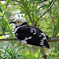 Black Collared Beauty Photograph by Jennifer Robin Black Collared Beauty Photograph by Jennifer Robin