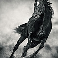 Black Horse Running Wild Black and White Photograph by Dimitar Hristov Black Horse Running Wild Black and White Photograph by Dimitar Hristov