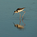 Black-winged Stilt Photograph by Pablo Avanzini Black-winged Stilt Photograph by Pablo Avanzini
