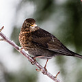 Blackbird with snow on the beak Photograph by Torbjorn Swenelius Blackbird with snow on the beak Photograph by Torbjorn Swenelius