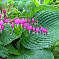Bleeding Heart with Hosta Photograph by Allen Nice-Webb Bleeding Heart with Hosta Photograph by Allen Nice-Webb