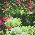 Blooming Garden by Valerie Kingston Blooming Garden by Valerie Kingston