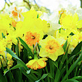 Blooming Yelow Daffodils Photograph by Anastasy Yarmolovich Blooming Yelow Daffodils Photograph by Anastasy Yarmolovich