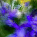 Blue and yellow flower abstract Photograph by Phillip Rubino Blue and yellow flower abstract Photograph by Phillip Rubino