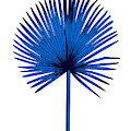 Blue Chamaerops Leaf by Naxart Studio Blue Chamaerops Leaf by Naxart Studio