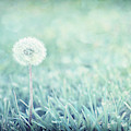 Blue Dandelion Photograph by Michelle Wermuth Blue Dandelion Photograph by Michelle Wermuth