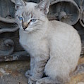 Blue Eyed Photograph by Thomas Schroeder Blue Eyed Photograph by Thomas Schroeder