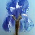 Blue Iris Flower Painting by Alina Oseeva Blue Iris Flower Painting by Alina Oseeva