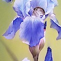 Blue Irises with Sleeping Baby Mouse Painting by Alina Oseeva Blue Irises with Sleeping Baby Mouse Painting by Alina Oseeva