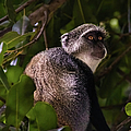 Blue monkey, Zanzibar Photograph by Lyl Dil Creations Blue monkey, Zanzibar Photograph by Lyl Dil Creations