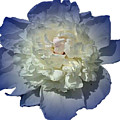 Blue Peony Flower Designed for Shirts Photograph by Delynn Addams Blue Peony Flower Designed for Shirts Photograph by Delynn Addams