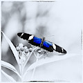 Blue Postman Butterfly Photograph by Jaroslav Buna Blue Postman Butterfly Photograph by Jaroslav Buna