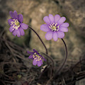 Blue violet anemone flower growing in a stone wall Photograph by Amanda Mohler Blue violet anemone flower growing in a stone wall Photograph by Amanda Mohler
