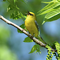 Blue-Winged Warbler Photograph by Ann Bridges Blue-Winged Warbler Photograph by Ann Bridges
