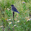 Bluebird Perch Photograph by Dorrene BrownButterfield Bluebird Perch Photograph by Dorrene BrownButterfield