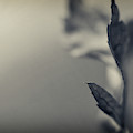 Blurred Lines Photograph by Michelle Wermuth Blurred Lines Photograph by Michelle Wermuth