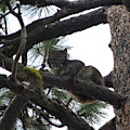 Bobcat Cat Bob In A Tree by Garrett Butler Bobcat Cat Bob In A Tree by Garrett Butler